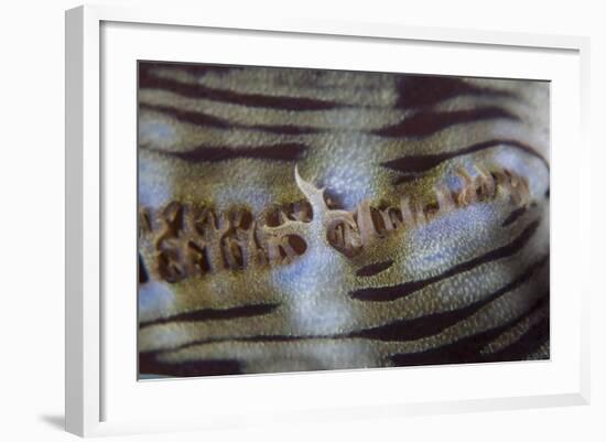 Detail of a Giant Clam Growing on a Reef in Indonesia-Stocktrek Images-Framed Photographic Print