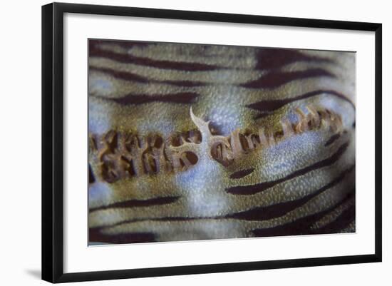 Detail of a Giant Clam Growing on a Reef in Indonesia-Stocktrek Images-Framed Photographic Print