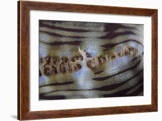 Detail of a Giant Clam Growing on a Reef in Indonesia-Stocktrek Images-Framed Photographic Print