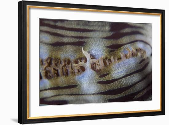 Detail of a Giant Clam Growing on a Reef in Indonesia-Stocktrek Images-Framed Photographic Print