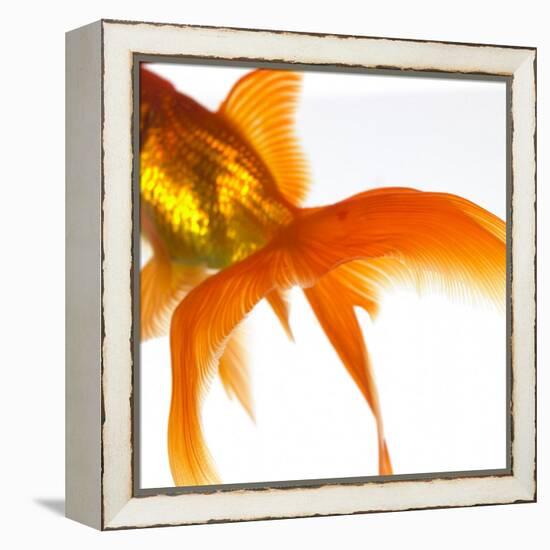 Detail of a Goldfish Tail-Mark Mawson-Framed Premier Image Canvas