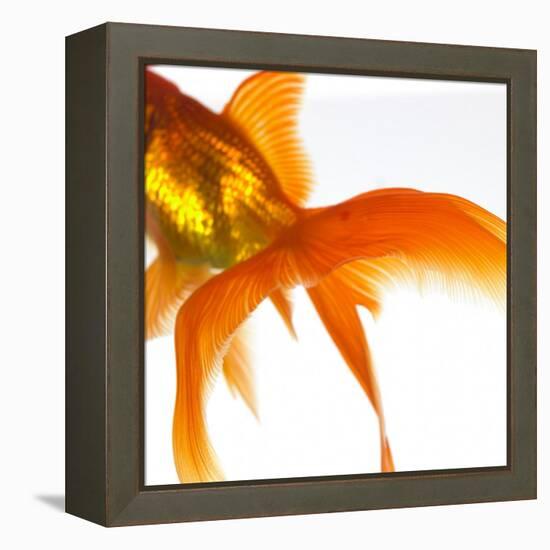 Detail of a Goldfish Tail-Mark Mawson-Framed Premier Image Canvas