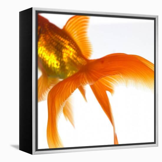 Detail of a Goldfish Tail-Mark Mawson-Framed Premier Image Canvas