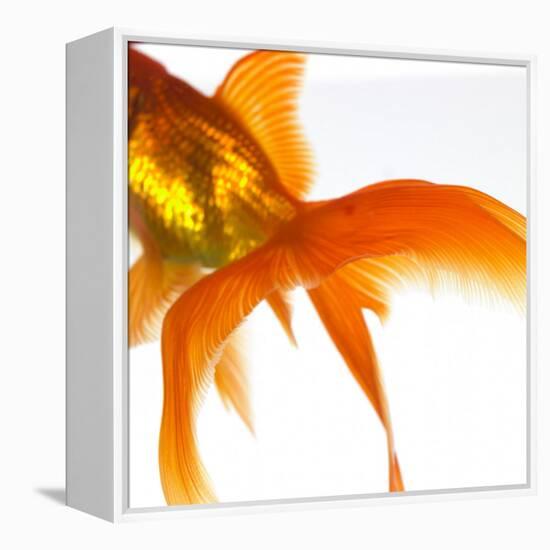 Detail of a Goldfish Tail-Mark Mawson-Framed Premier Image Canvas