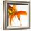 Detail of a Goldfish Tail-Mark Mawson-Framed Photographic Print