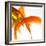 Detail of a Goldfish Tail-Mark Mawson-Framed Photographic Print