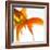 Detail of a Goldfish Tail-Mark Mawson-Framed Photographic Print