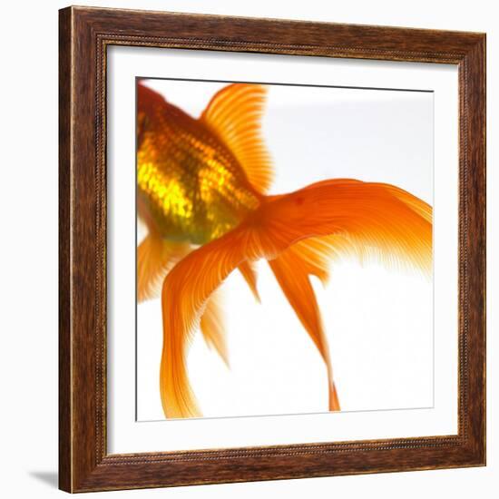 Detail of a Goldfish Tail-Mark Mawson-Framed Photographic Print