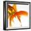 Detail of a Goldfish Tail-Mark Mawson-Framed Photographic Print