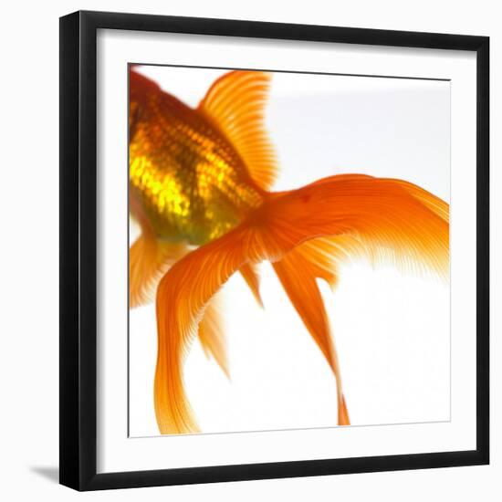 Detail of a Goldfish Tail-Mark Mawson-Framed Photographic Print