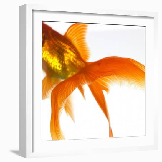 Detail of a Goldfish Tail-Mark Mawson-Framed Photographic Print