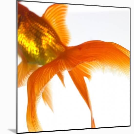 Detail of a Goldfish Tail-Mark Mawson-Mounted Photographic Print