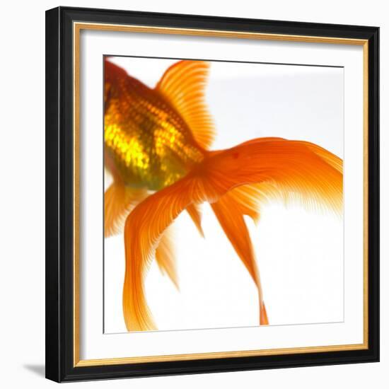 Detail of a Goldfish Tail-Mark Mawson-Framed Photographic Print