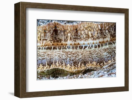 Detail of a Great scallop / King scallop shell, Norway-Franco Banfi-Framed Photographic Print