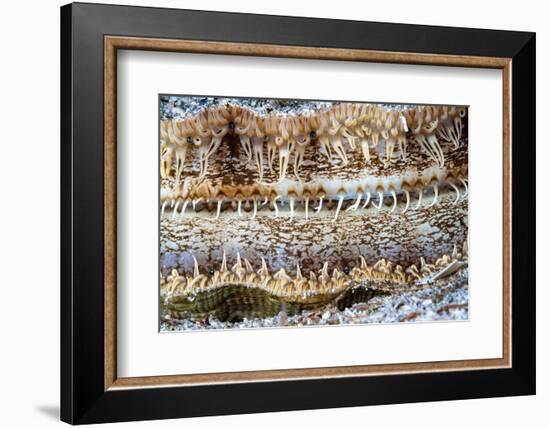 Detail of a Great scallop / King scallop shell, Norway-Franco Banfi-Framed Photographic Print