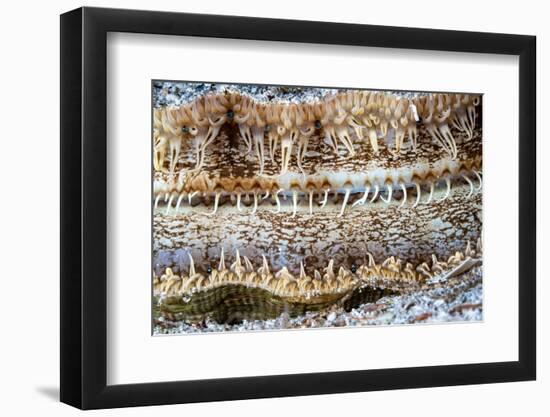 Detail of a Great scallop / King scallop shell, Norway-Franco Banfi-Framed Photographic Print