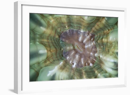 Detail of a Large Coral Polyp in Komodo National Park, Indonesia-Stocktrek Images-Framed Photographic Print