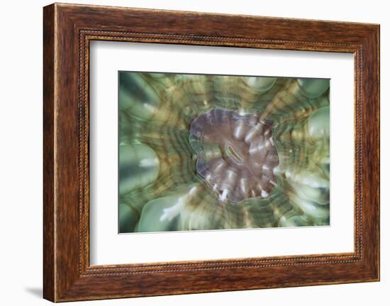 Detail of a Large Coral Polyp in Komodo National Park, Indonesia-Stocktrek Images-Framed Photographic Print