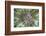 Detail of a Large Coral Polyp in Komodo National Park, Indonesia-Stocktrek Images-Framed Photographic Print