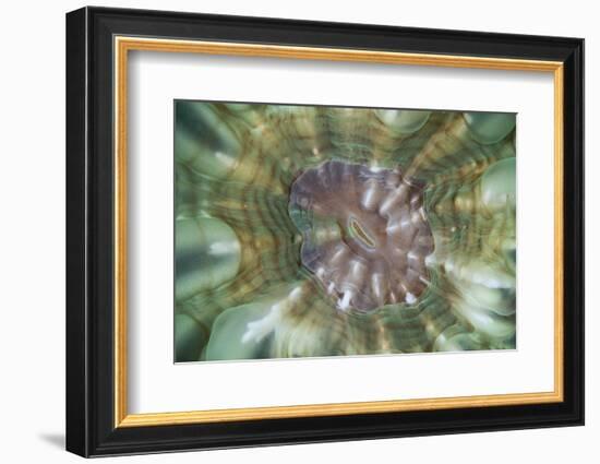 Detail of a Large Coral Polyp in Komodo National Park, Indonesia-Stocktrek Images-Framed Photographic Print