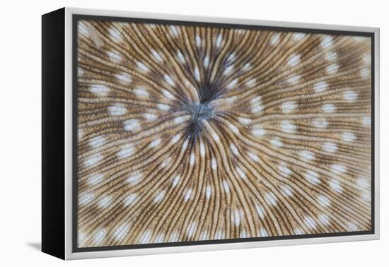 Detail of a Mushroom Coral on a Reef in Indonesia-Stocktrek Images-Framed Premier Image Canvas