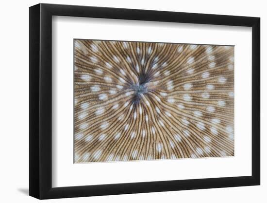 Detail of a Mushroom Coral on a Reef in Indonesia-Stocktrek Images-Framed Photographic Print