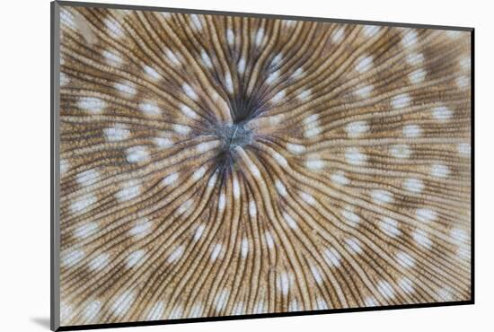 Detail of a Mushroom Coral on a Reef in Indonesia-Stocktrek Images-Mounted Photographic Print