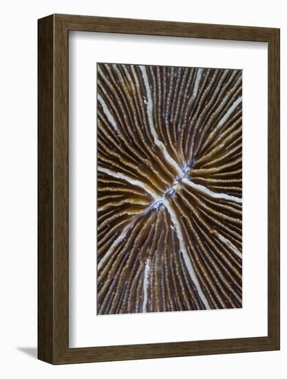 Detail of a Mushroom Coral on a Reef in Indonesia-Stocktrek Images-Framed Photographic Print