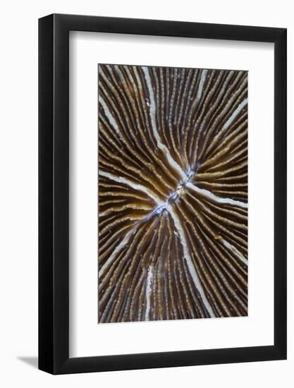 Detail of a Mushroom Coral on a Reef in Indonesia-Stocktrek Images-Framed Photographic Print