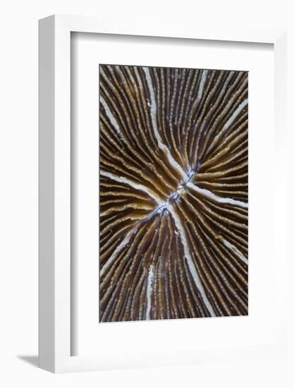 Detail of a Mushroom Coral on a Reef in Indonesia-Stocktrek Images-Framed Photographic Print