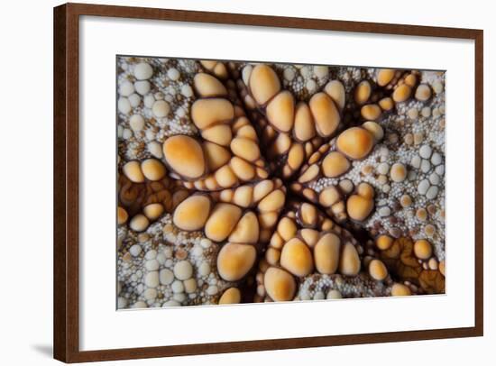 Detail of a Pin Cushion Starfish on a Reef in Indonesia-Stocktrek Images-Framed Photographic Print