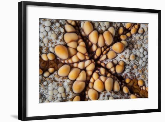 Detail of a Pin Cushion Starfish on a Reef in Indonesia-Stocktrek Images-Framed Photographic Print