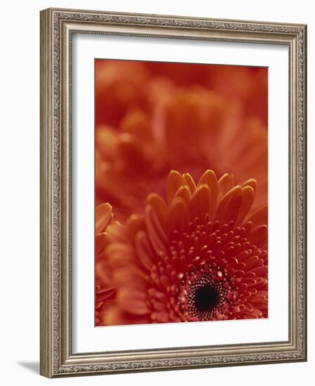 Detail of a Red Gerbera, Stacked-Murray Louise-Framed Photographic Print