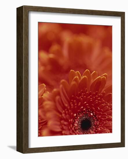 Detail of a Red Gerbera, Stacked-Murray Louise-Framed Photographic Print