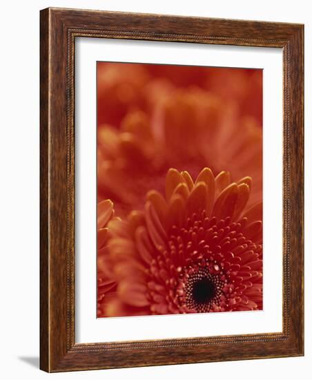 Detail of a Red Gerbera, Stacked-Murray Louise-Framed Photographic Print