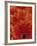 Detail of a Red Gerbera, Stacked-Murray Louise-Framed Photographic Print