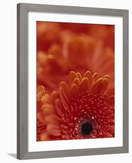 Detail of a Red Gerbera, Stacked-Murray Louise-Framed Photographic Print