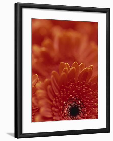 Detail of a Red Gerbera, Stacked-Murray Louise-Framed Photographic Print