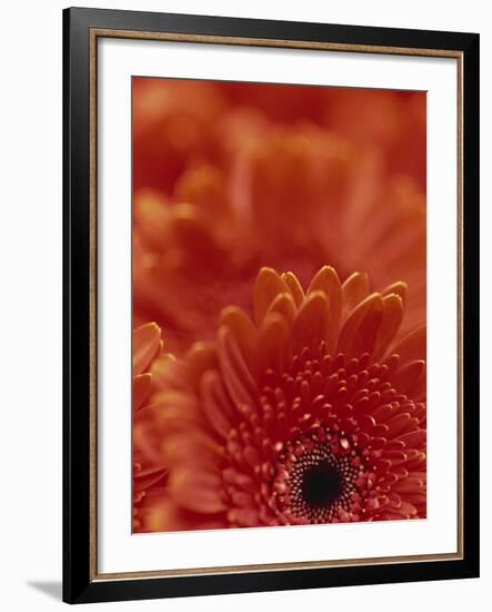 Detail of a Red Gerbera, Stacked-Murray Louise-Framed Photographic Print