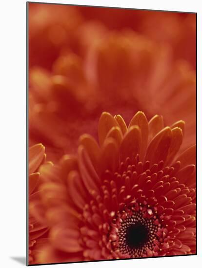 Detail of a Red Gerbera, Stacked-Murray Louise-Mounted Photographic Print