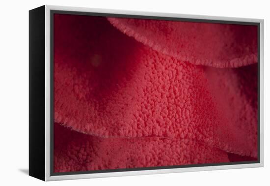 Detail of a Ribbon of Spanish Dancer Nudibranch Eggs-Stocktrek Images-Framed Premier Image Canvas