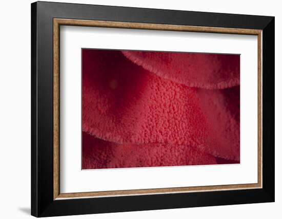 Detail of a Ribbon of Spanish Dancer Nudibranch Eggs-Stocktrek Images-Framed Photographic Print