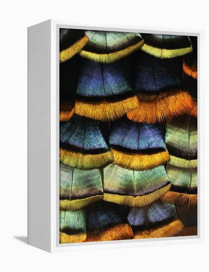 Detail of a Turkey Feather-Darrell Gulin-Framed Premier Image Canvas