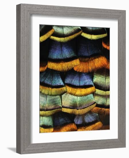 Detail of a Turkey Feather-Darrell Gulin-Framed Photographic Print