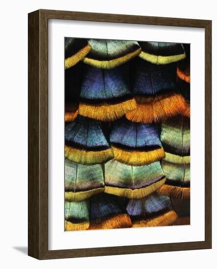 Detail of a Turkey Feather-Darrell Gulin-Framed Photographic Print