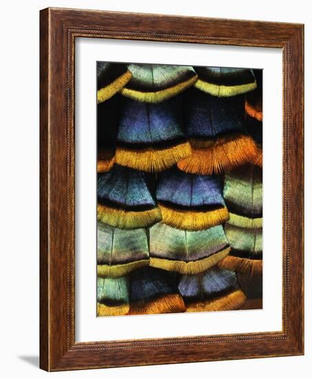 Detail of a Turkey Feather-Darrell Gulin-Framed Photographic Print