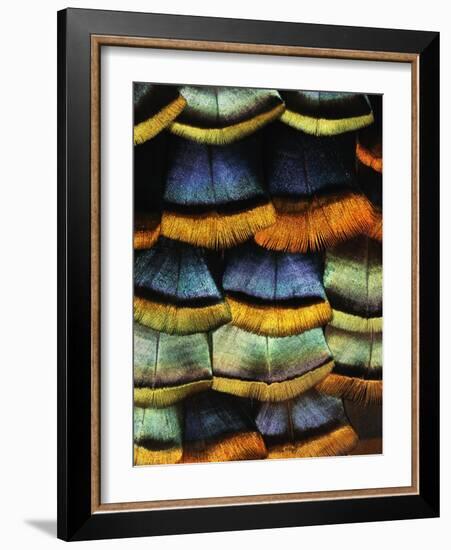 Detail of a Turkey Feather-Darrell Gulin-Framed Photographic Print