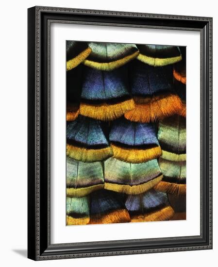 Detail of a Turkey Feather-Darrell Gulin-Framed Photographic Print