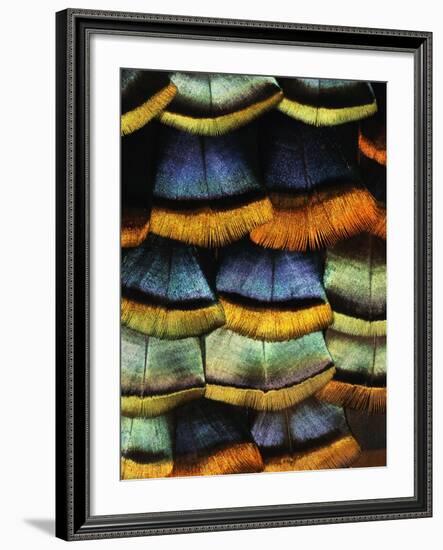 Detail of a Turkey Feather-Darrell Gulin-Framed Photographic Print