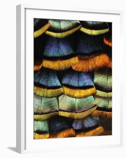 Detail of a Turkey Feather-Darrell Gulin-Framed Photographic Print